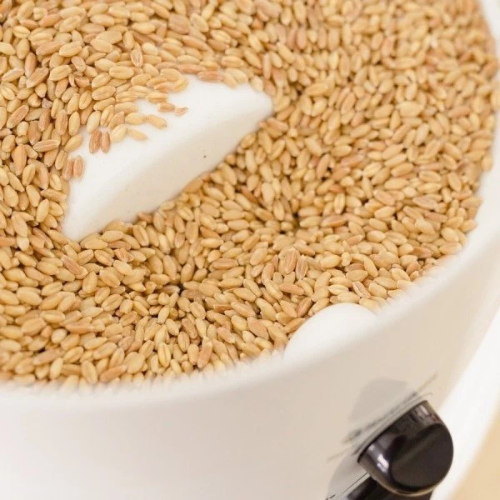 Grainora